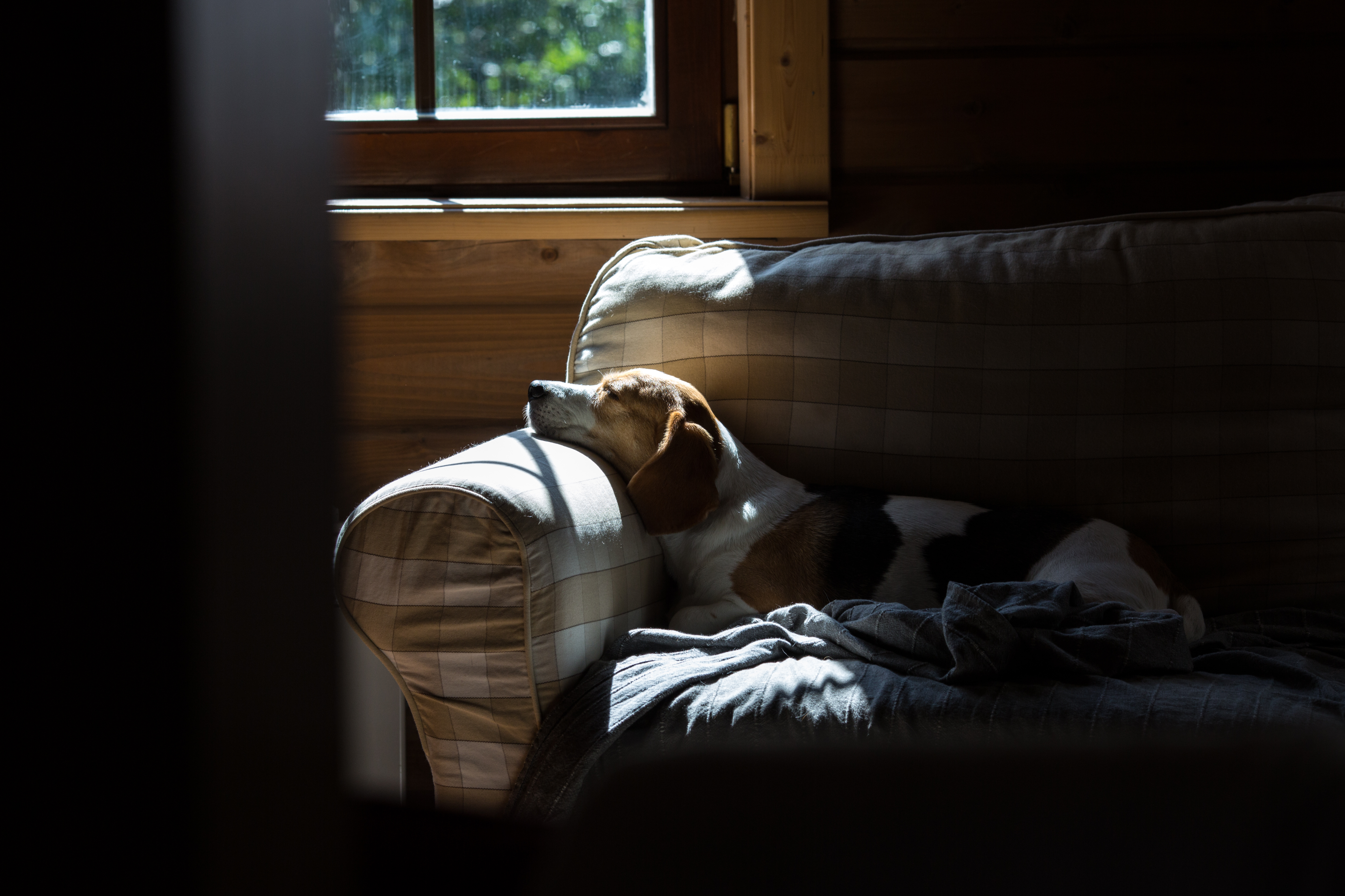 A beagle resting on a sofa in window light
